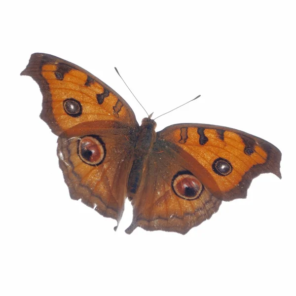Flying peacock pansy butterfly, Junonia almana — Stock Photo, Image