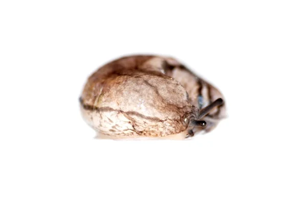 흰 배경에서 분리 된 동물 민달팽이 — 스톡 사진