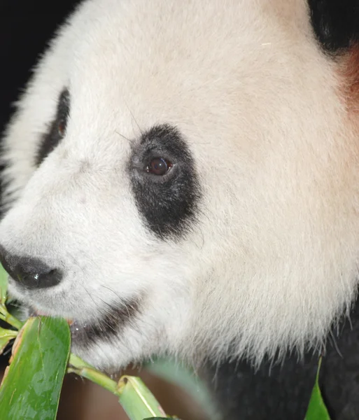 Dev panda ayısı — Stok fotoğraf