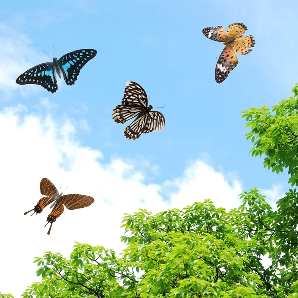 Fliegender Schmetterling — Stockfoto