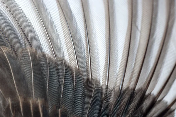 鳥の翼の羽根 — ストック写真