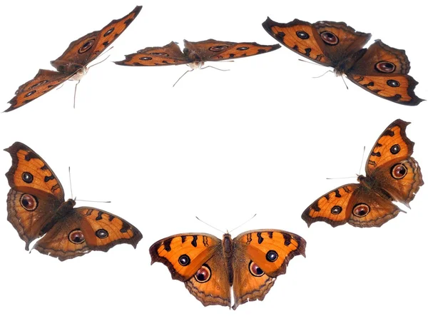 Pozadí rámce motýl — Stock fotografie