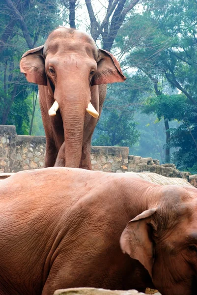 Djur elefant — Stockfoto