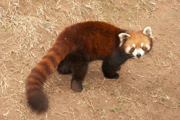 Kleiner Panda — Stockfoto