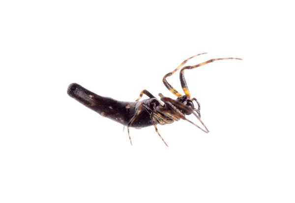 Spider isolated — Stock Photo, Image