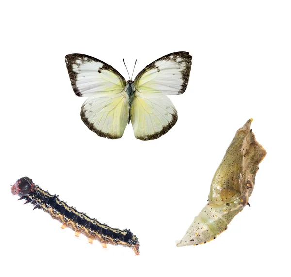 Lebenszyklus von Schmetterlingen — Stockfoto