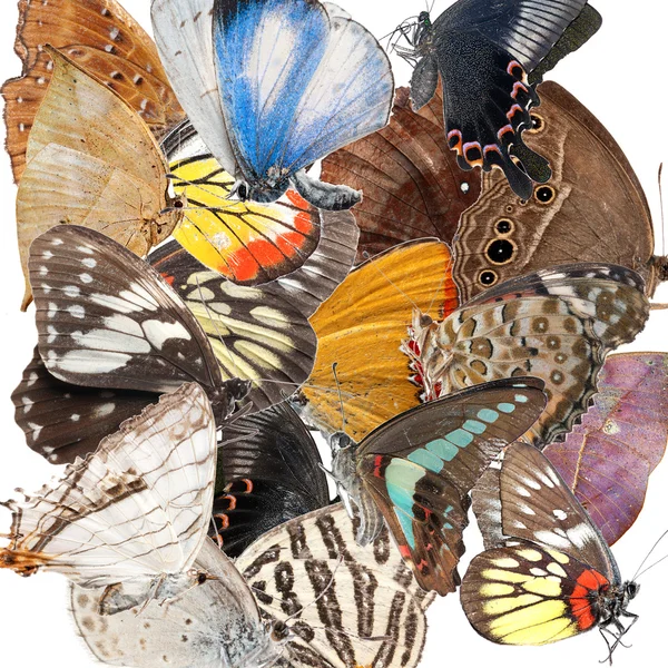Kontekst motyla — Zdjęcie stockowe
