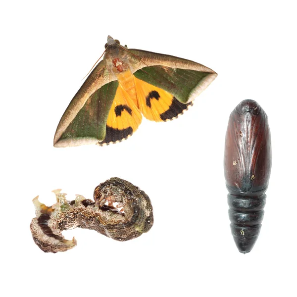 Moth life cycle — Stock Photo, Image