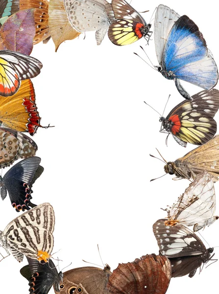 Butterfly Tom ram bakgrunden — Stockfoto