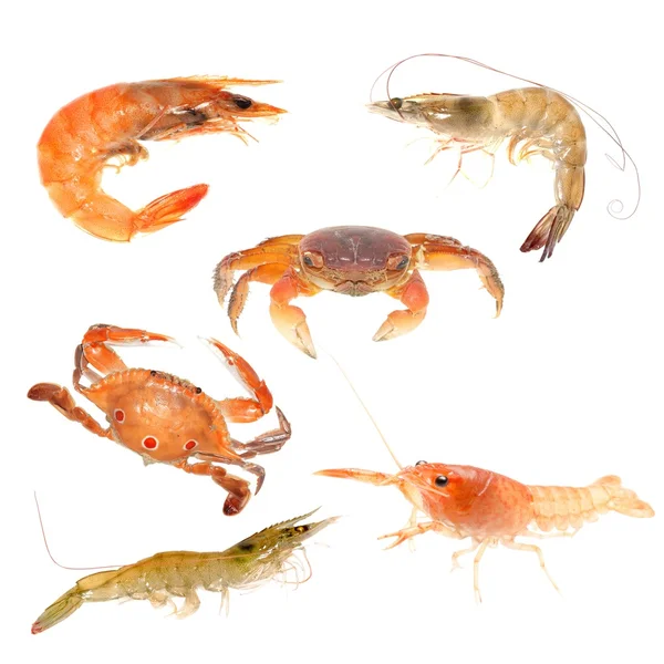 stock image Seafood animal