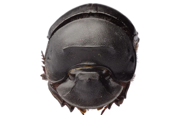 Dunk chrząszcz — Zdjęcie stockowe