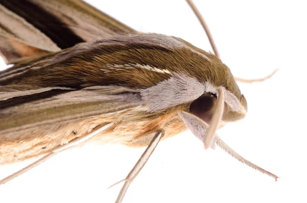 Hmyzu motýl izolované — Stock fotografie