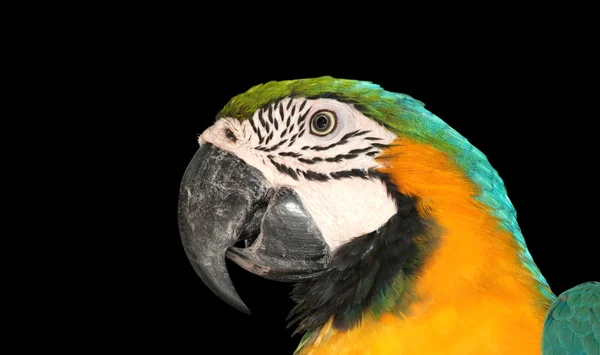 Portret ptak Ara — Zdjęcie stockowe