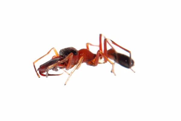 Μυρμήγκι μιμικό αράχνη myrmarachne — Φωτογραφία Αρχείου