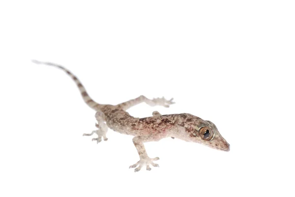 Gecko csaj elszigetelt — Stock Fotó