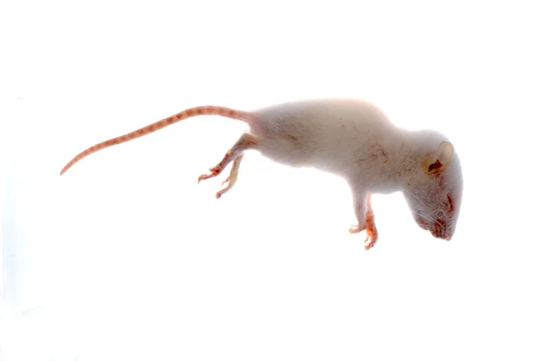 Vit råtta mus isolerade — Stockfoto