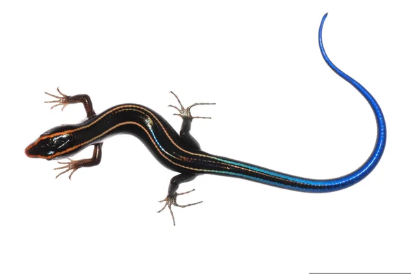 stock image Skink lizard