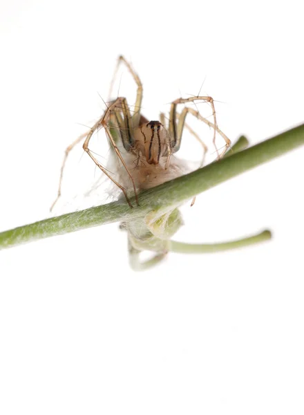 Spindel med ägg fall — Stockfoto