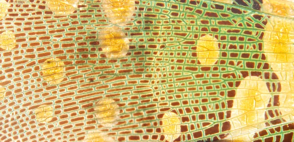 Zikadenflügel grün und gelb — Stockfoto