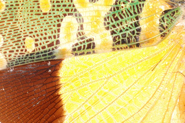 蝉 bug 翼绿色和黄色纹理 — 图库照片