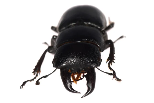 孤立的鹿角甲虫 — 图库照片