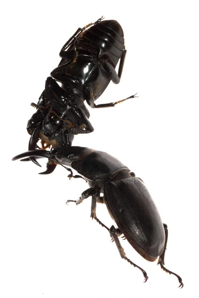 Stag beetle mücadele — Stok fotoğraf
