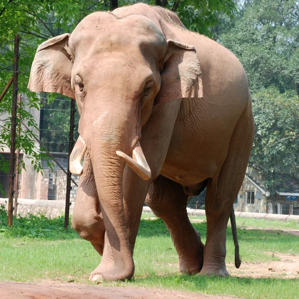 Тварина слон — стокове фото
