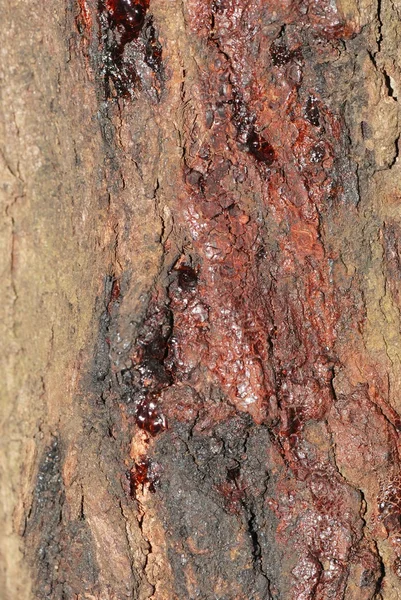 受伤的云杉树 — 图库照片