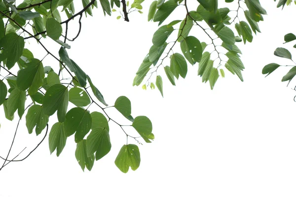 Летняя природа азиатский лист цветущей вишни — стоковое фото