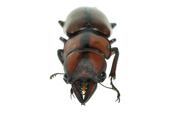 Insect stag beetle — Stock Photo, Image