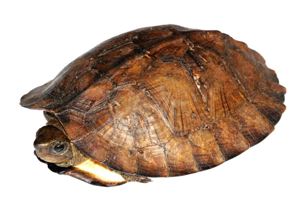 Asiatische Blattschildkröte — Stockfoto