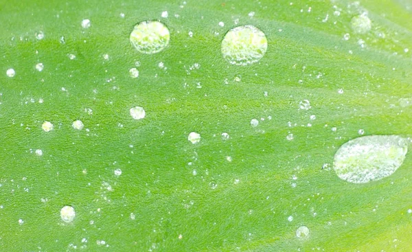 Waterdruppels groen blad — Stockfoto