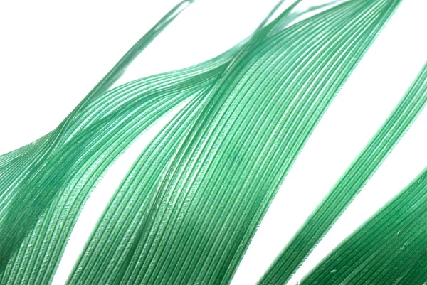 Зеленое перо абстрактный фон текстуры — стоковое фото