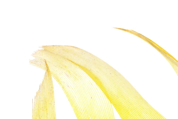 Yellow feather abstract texture background — Stock Photo, Image