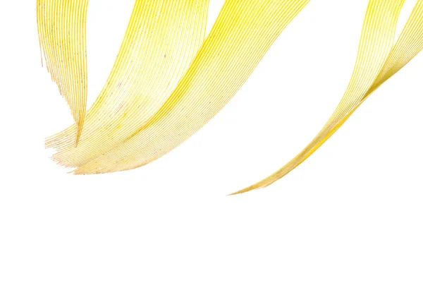 Gele veren abstracte textuur achtergrond — Stockfoto