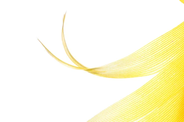 Stock image Yellow feather abstract texture background