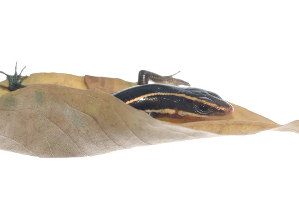 Натирати ящірку на сухому листі — стокове фото