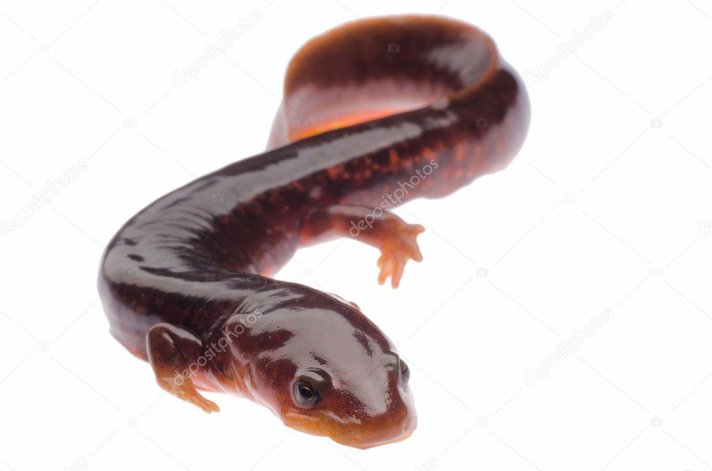 Chinese tsitou salamander newt