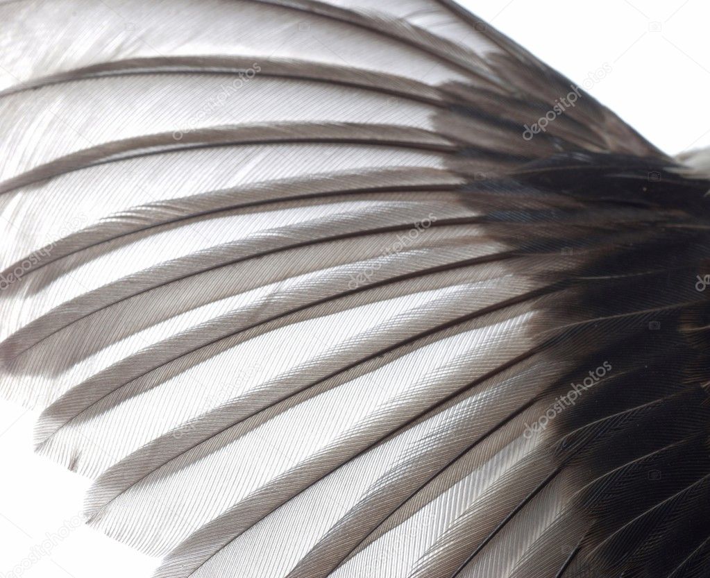 Bird wing texture