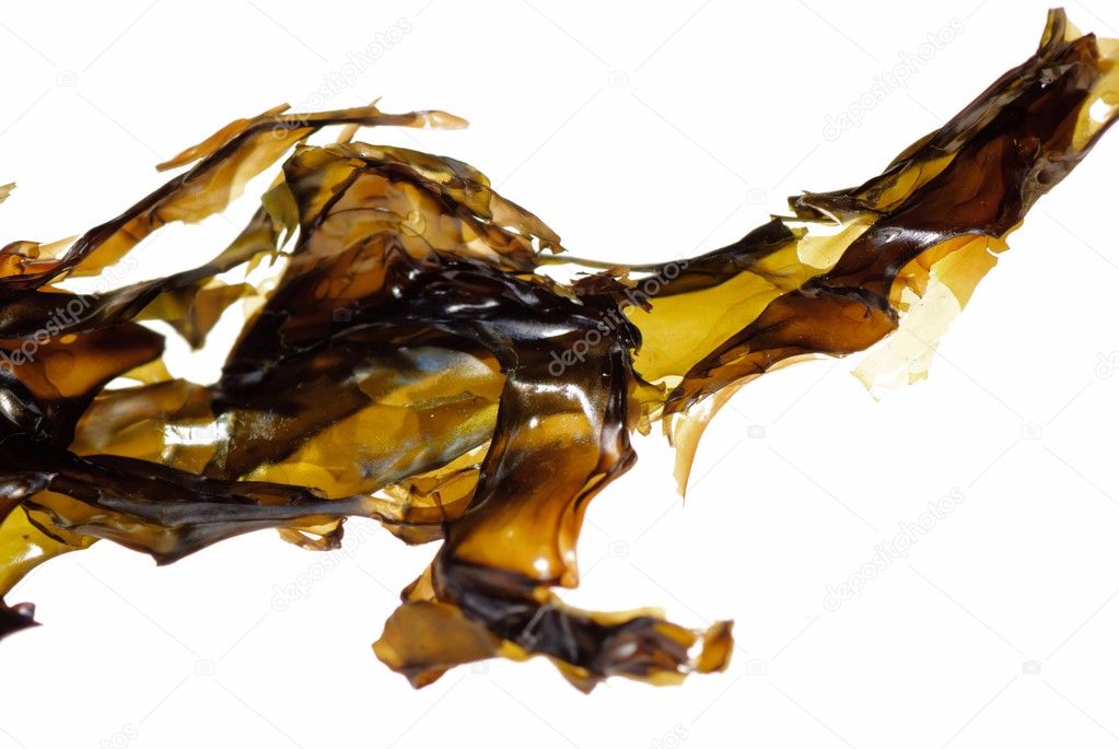 Seaweed kelp