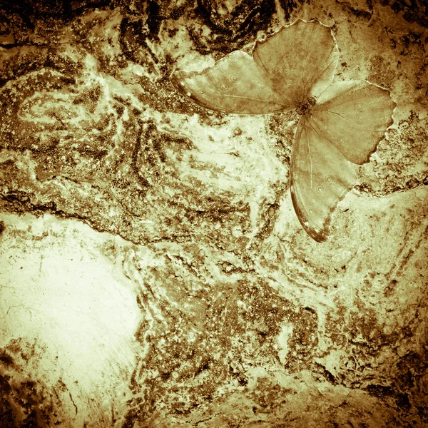 Grunge fluture perete textura fundal — Fotografie, imagine de stoc