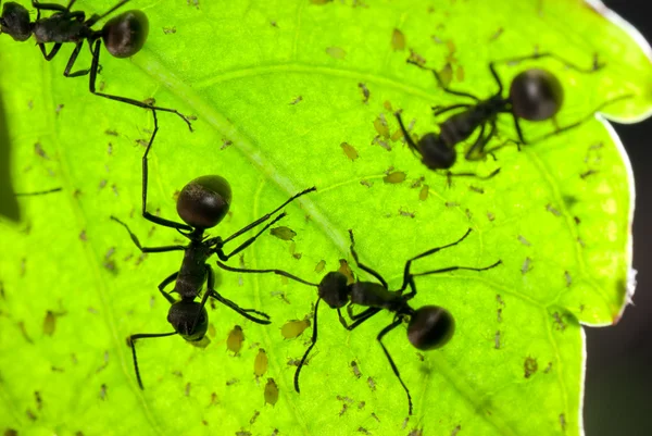 Yeşil yapraklı karınca — Stok fotoğraf