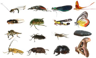 Wild animal insect set collection clipart