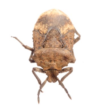 Insect stink bug clipart