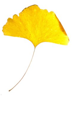 Ginkgo clipart