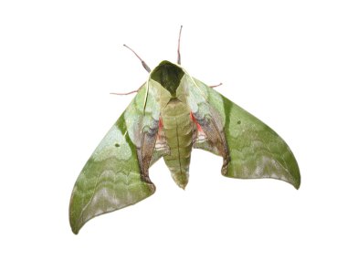 Green moth clipart