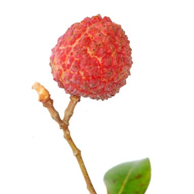 Fruit litchi clipart