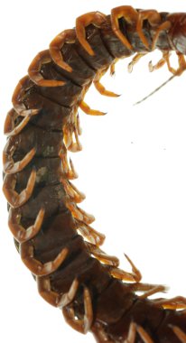 Poison animal centipede clipart