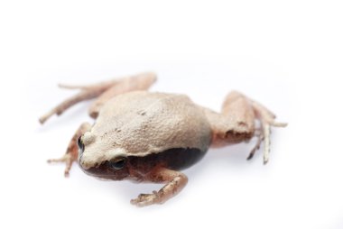 Animal amphibian frog clipart