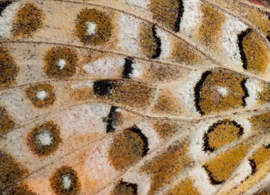Butterfly wing pattern clipart